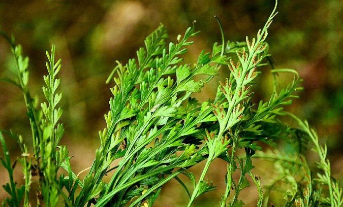  p>长叶铁角蕨(学名: i>asplenium prolongatum  /i>hook.