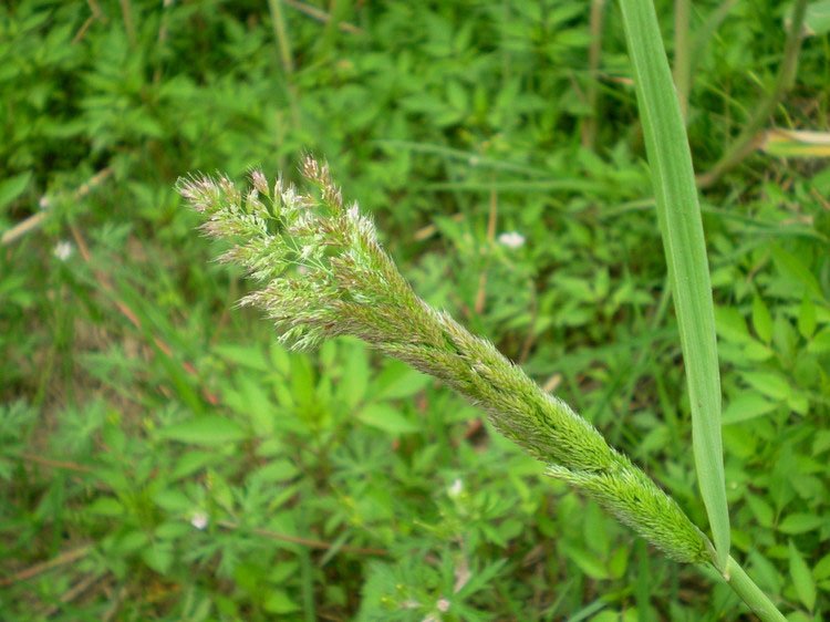  p>棒头草属(学名: i>polypogon desf.  /i>fl. atlant.