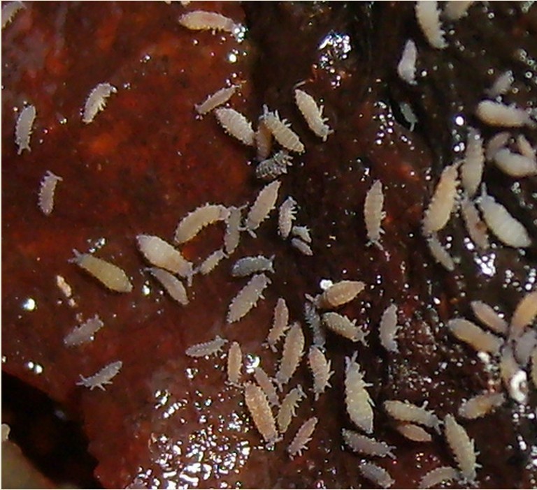  p data-id="tj2wbdhgjvgf">弹尾目通称跳虫或弹尾虫.