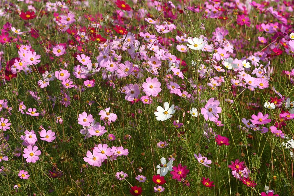  p>秋英属(学名:cosmos),又名大波斯菊属,波斯菊属,秋樱属,属于 a