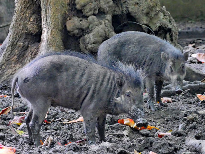 wild boars