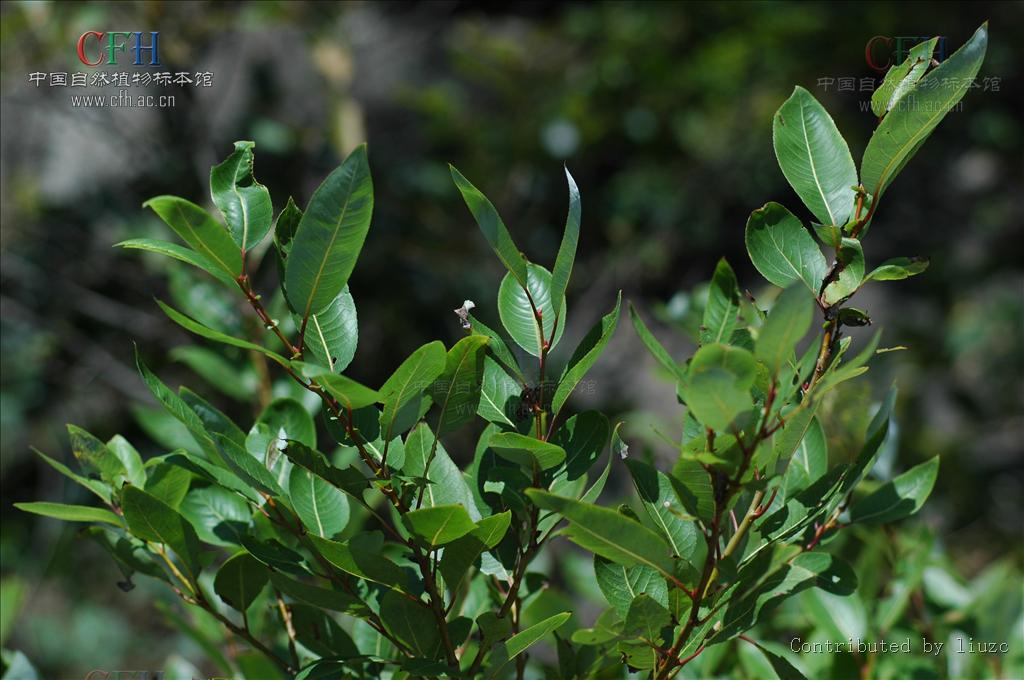  p>腺柳(学名: salix chaenomeloides kimura)小 a href="#" data