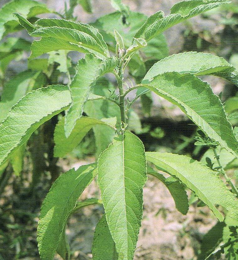  p> b>艾纳香属 /b>,菊科植物,约有80余种,分布热带,亚热带的亚洲