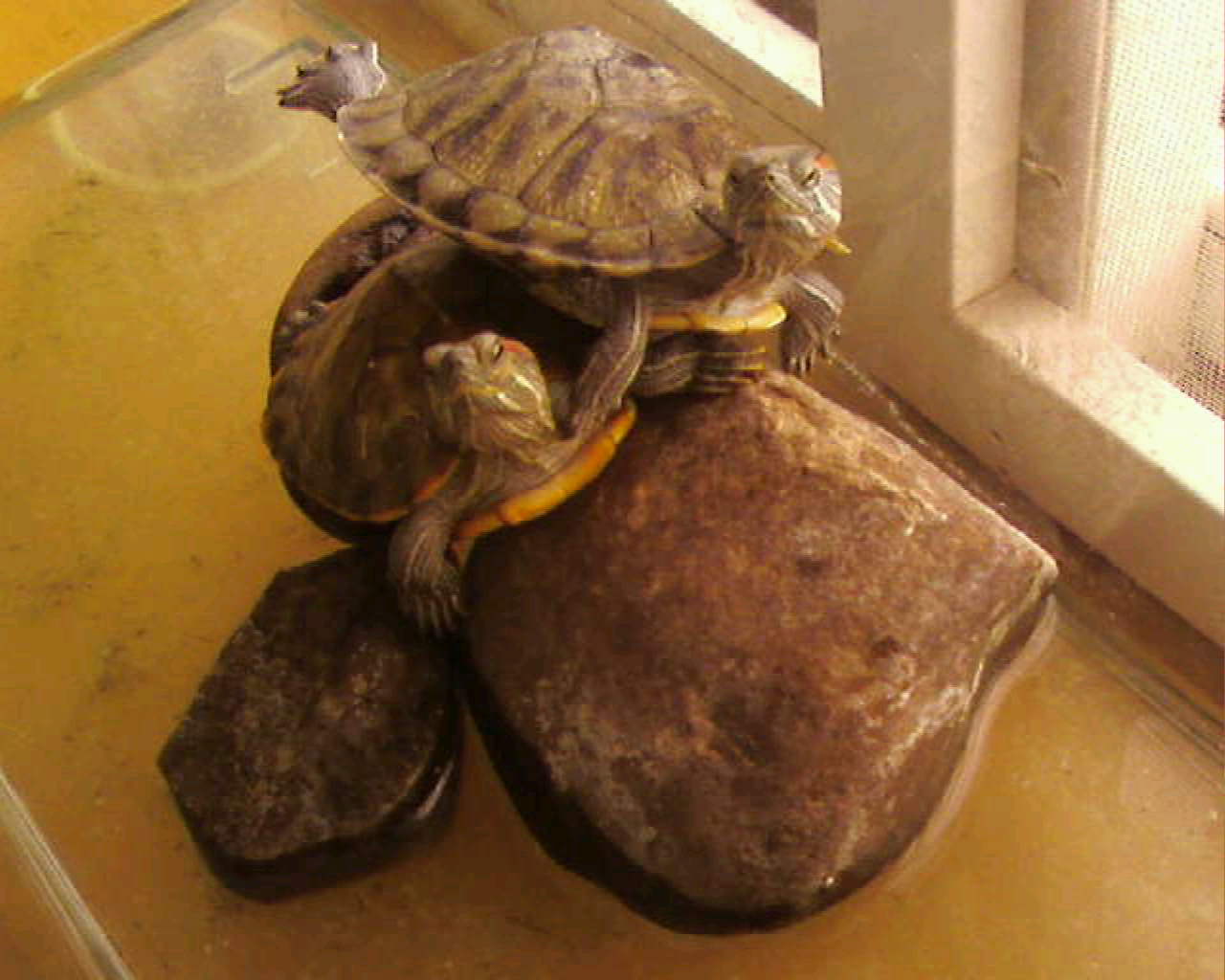  p>黄肚红耳龟是一种由人工饲养的珍稀龟类动物,因黄色肚皮红润的外观