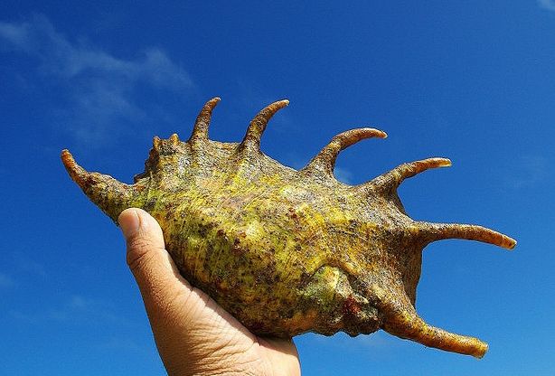  p>蜘蛛螺(学名: i>lambis lambis /i>) a href="#" data-lemmaid="