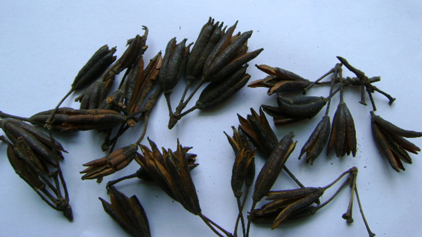  p data-id="gnzu1l7p8j">云南山壳骨( i>pse