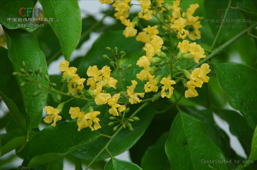 这种木材具有很强的香味,并可以持续很多年,因此被称为"蔷薇木".