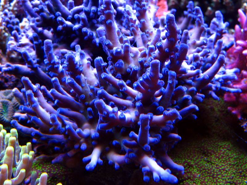  p>飞廉鹿角珊瑚是 a target="_blank" href="/item/水螅型/4005957"