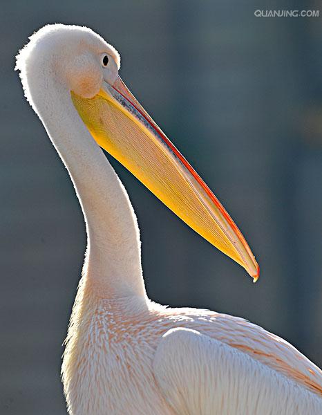  p>白鹈鹕(学名: i>pelecanus onocrotalus /i>),俗名又称 a target="
