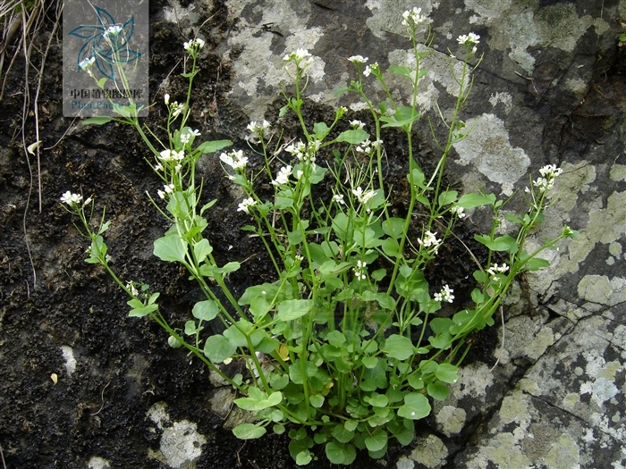  p> b>浙江碎米荠 /b>(学名: i>cardamine zhejiangensis /i>)是十字