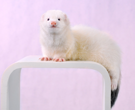 鼬白色安格鲁貂