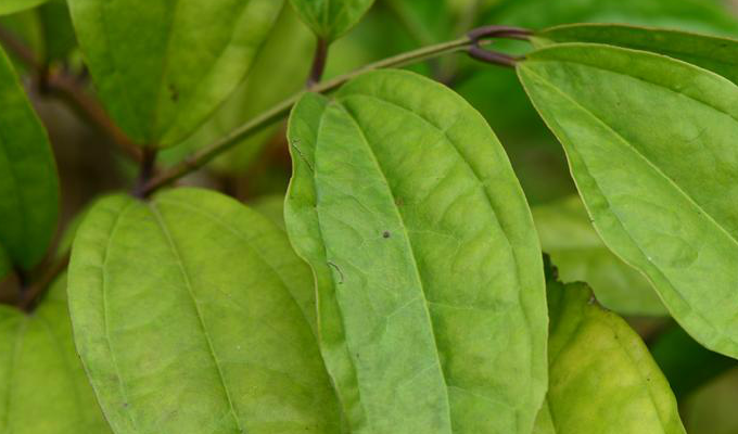 小枝四棱柱形;叶对生或近对生,全缘或有齿缺,基出脉3-5条