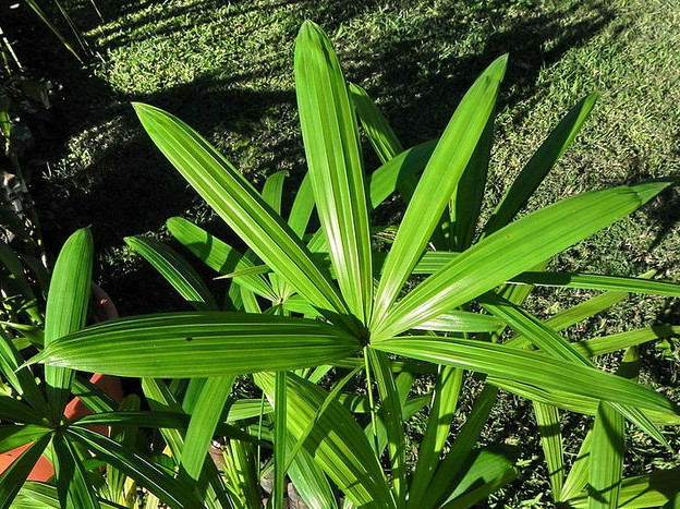  p>矮棕竹(学名: i>rhapis humilis /i>  bl.