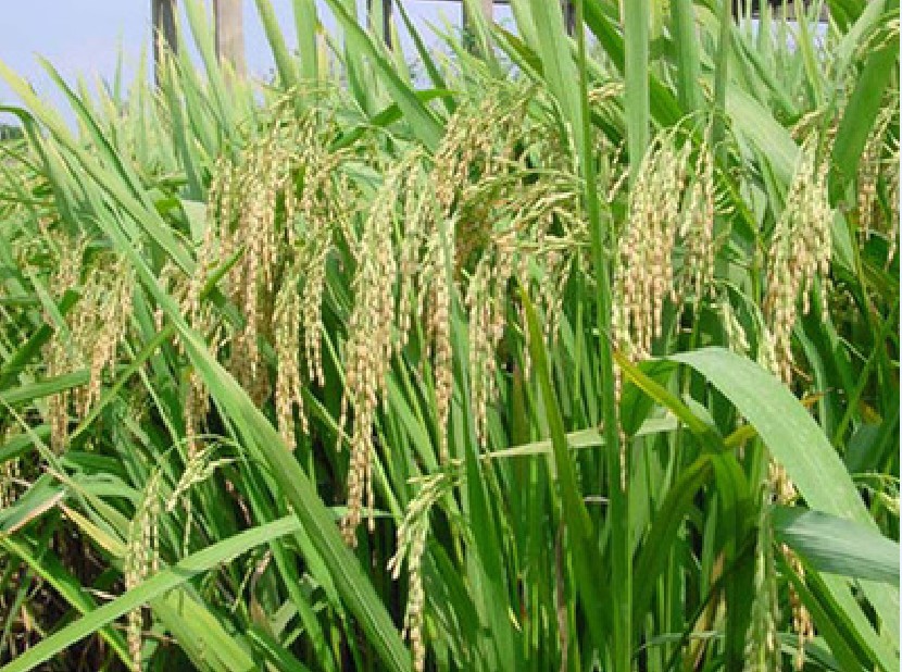  p>野生稻(学名: i>oryza rufipogon /i> griff.