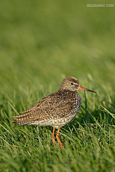 common redshank