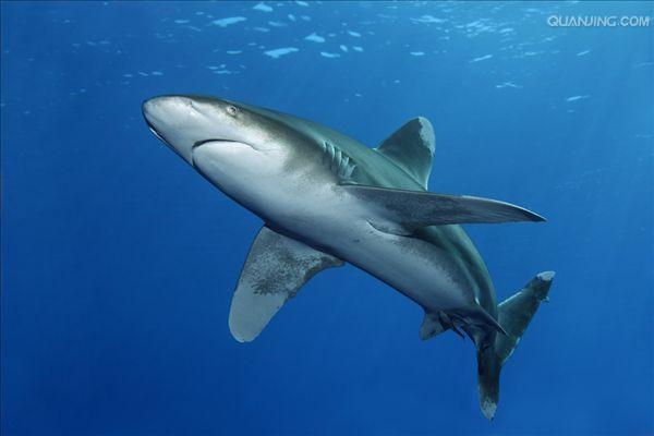 远洋白鳍鲨