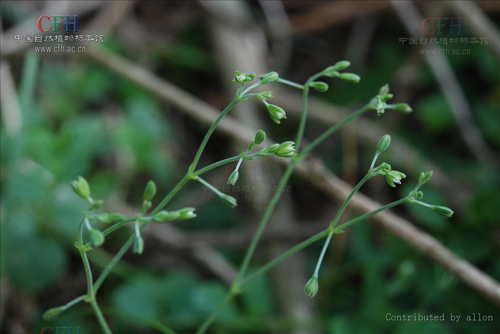  p data-id="gn71a7wlp2">草本植物;叶对生,圆形或卵状心形,花单生或