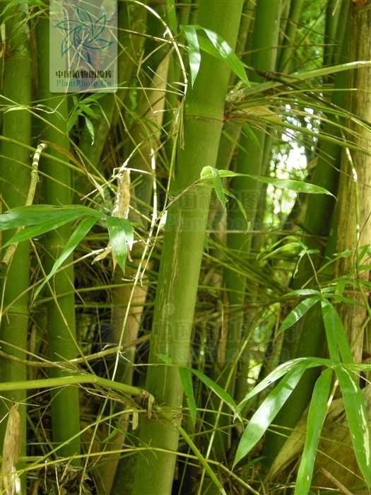  p>大眼竹( a href="#" data-lemmaid="8074290">学名 /a>:bambusa eu