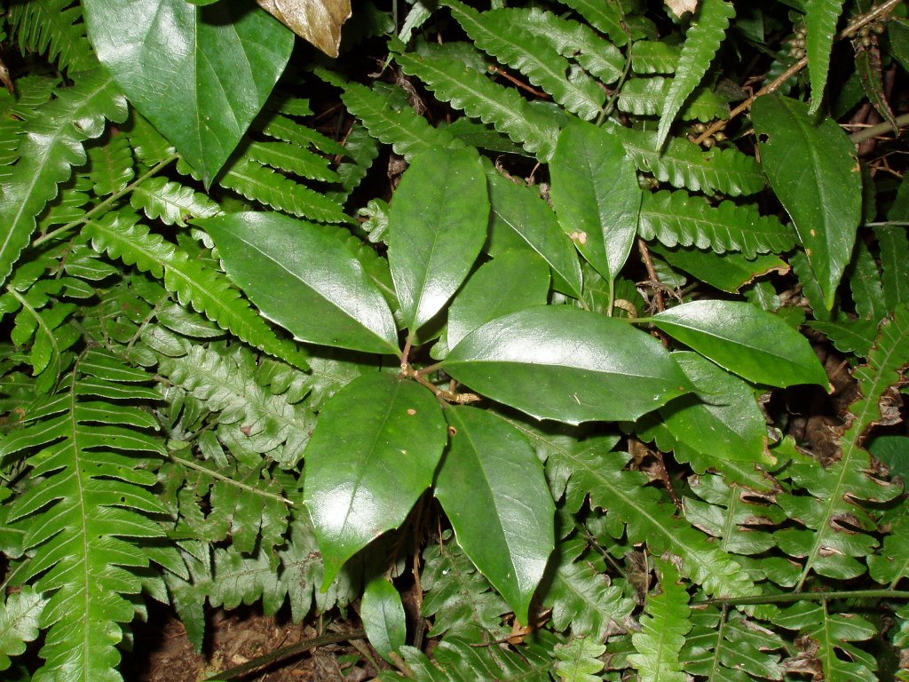 baill.或华中五味子schisandra sphenanthera rehd. et wils.