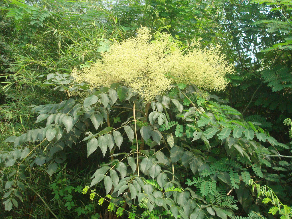 刺椿树属落叶乔木,满身都长满了锋利带钩的刺,初生的枝芽呈包茎状 /p>