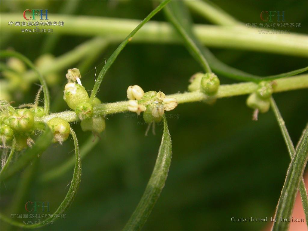  p>地肤( i>kochia scoparia /i> (l.) schrad.