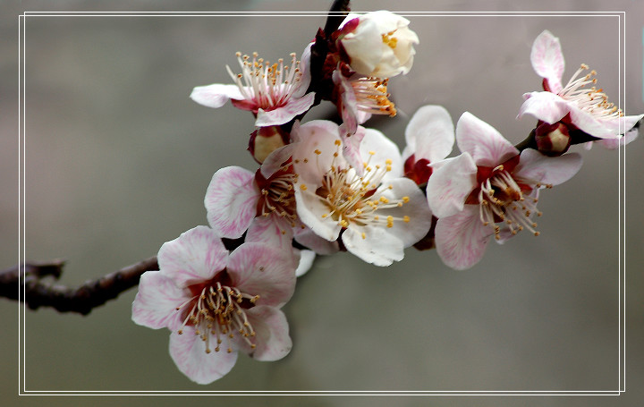  p>洒金梅属 a href="#" data-lemmaid="17439">梅花 /a>品系中真梅系