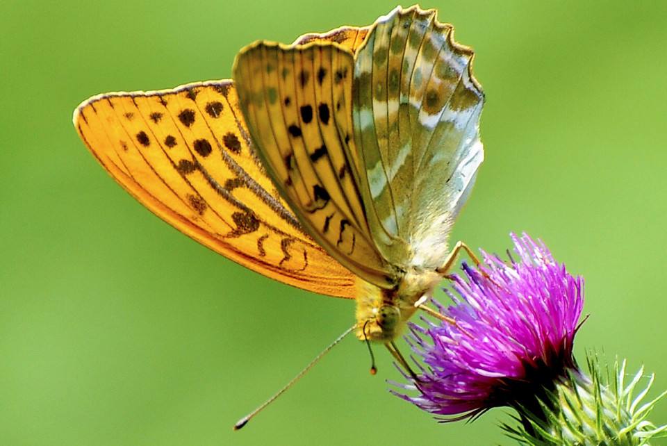  p>绿豹蛱蝶,属鳞翅目(lepidoptera),蛱蝶科(nymphalidae)豹蛱蝶属.