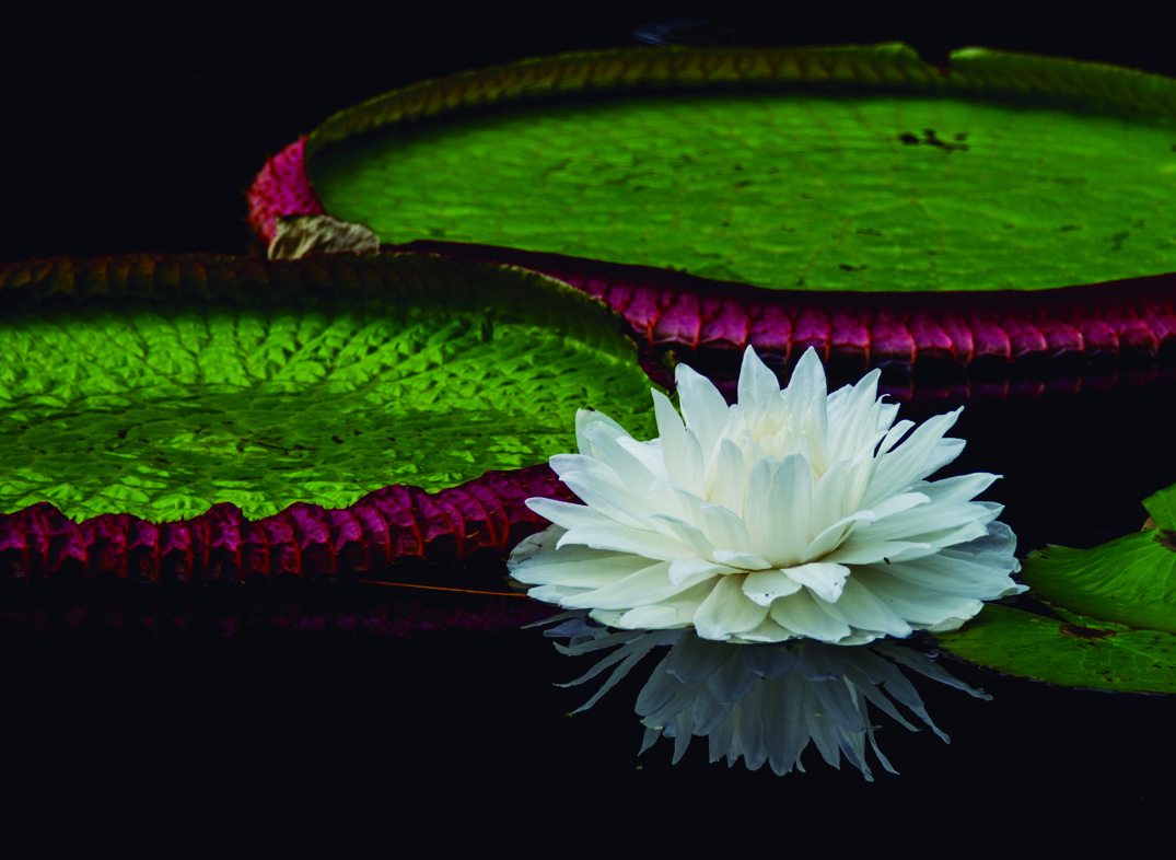 sowerby):是 a target="_blank" href="/item/睡莲科/5376614" data