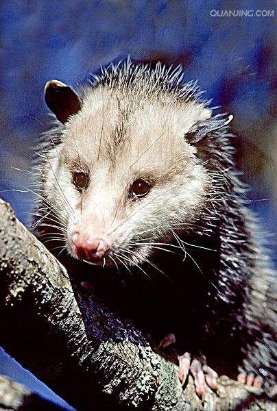  p>北美负鼠,学名didelphis virginiana,后兽亚纲,负鼠目,负鼠科,负鼠