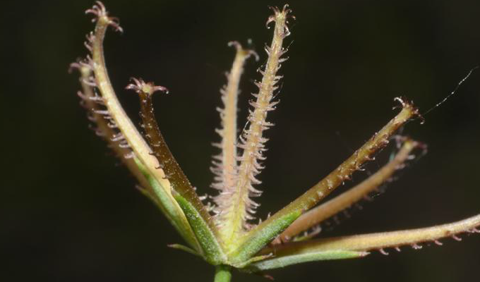  p>蝎尾菊属(学名:koelpinia pall.