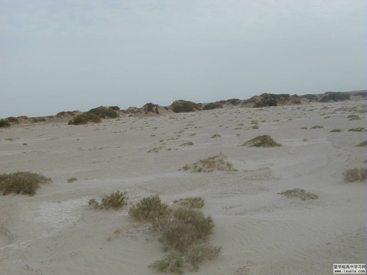 荒漠植被