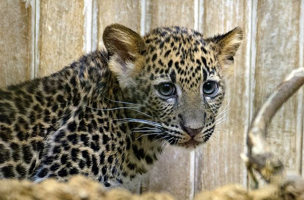 panthera pardus ssp. melas