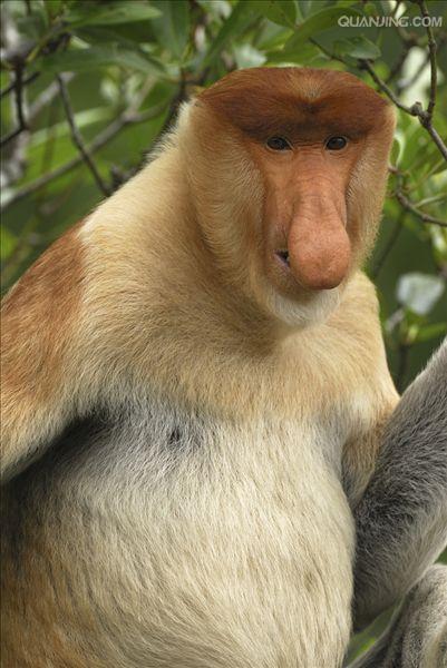  p>长鼻猴(学名: i>nasalis larvatus /i>),是东南亚 a href="#" data