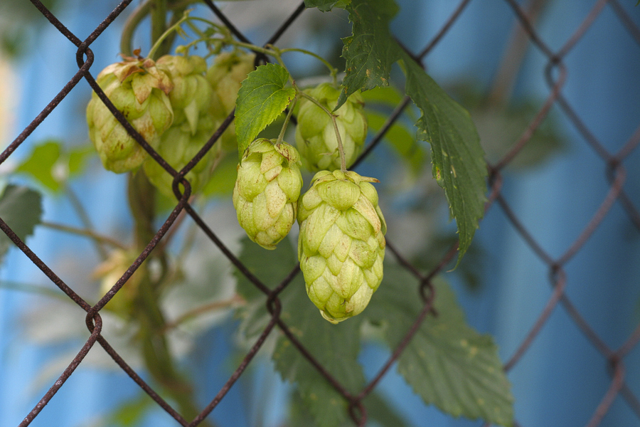  p>啤酒花(学名: i>humulus lupulus /i> linn.