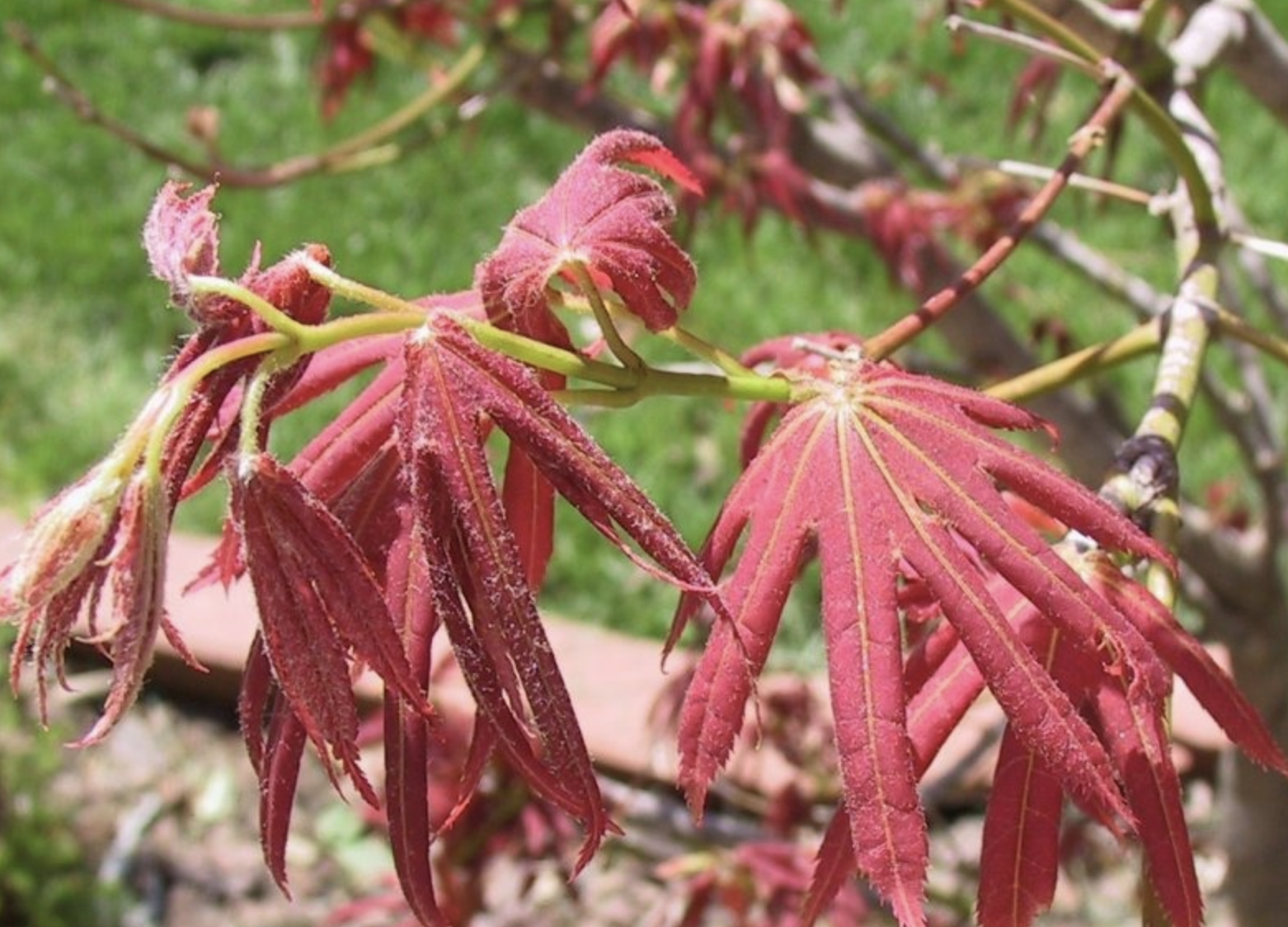  p>槭树科(学名: i>aceraceae  /i>juss.)是无患子目下的一科.