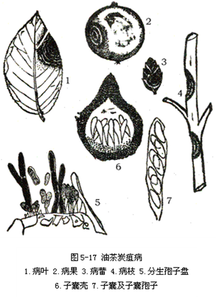子囊 a href="#" data-lemmaid="28304">孢子 /a>椭圆形,暗褐色,2～4