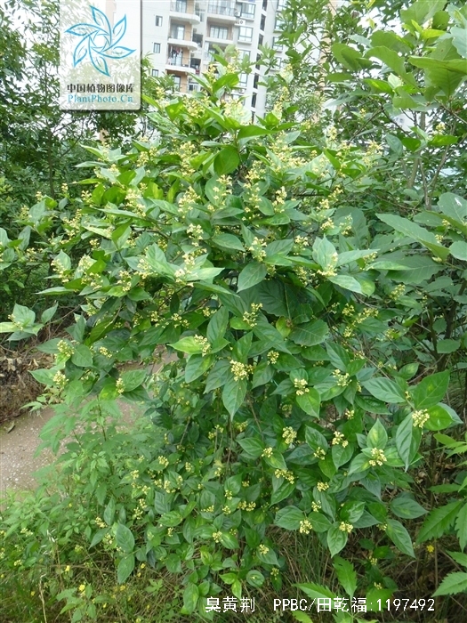 臭黄荆