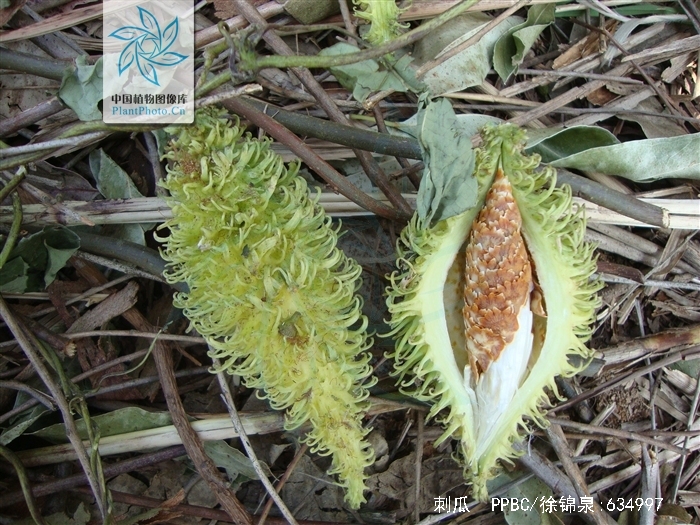  p> b>刺瓜 /b>(学名: i>cynanchum corymbosum /i>)是萝藦科 a href=