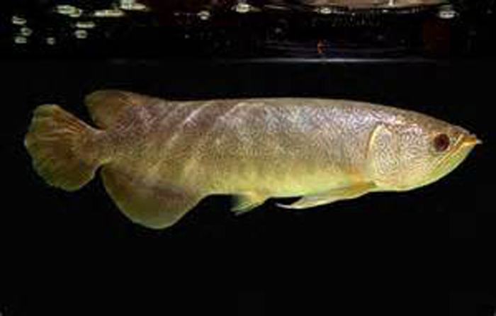 丽纹硬仆骨舌鱼