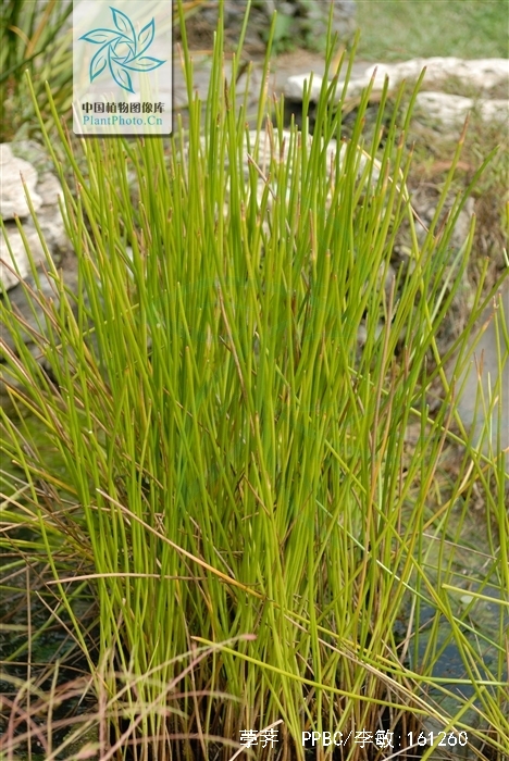 f.) trin.)是莎草科,荸荠属植物.