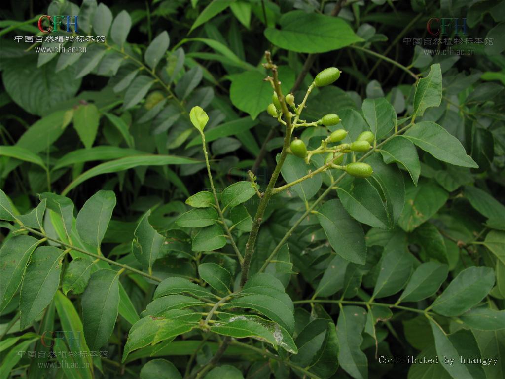 为黄皮属灌木,高1-2米.