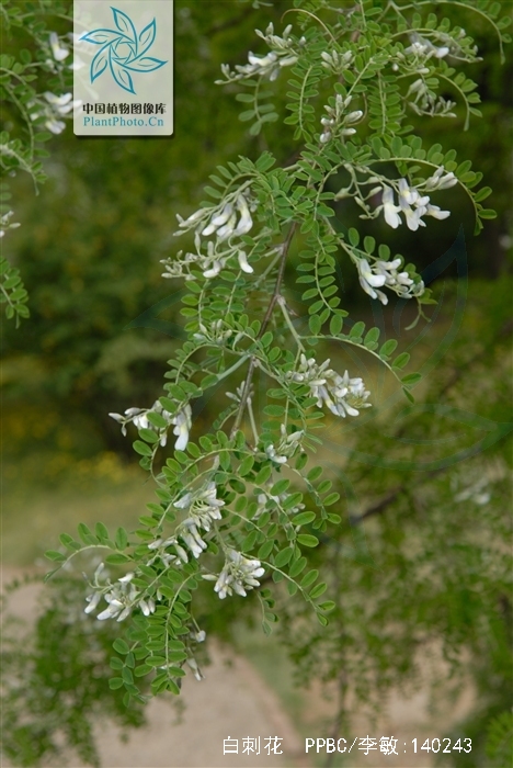 白刺花