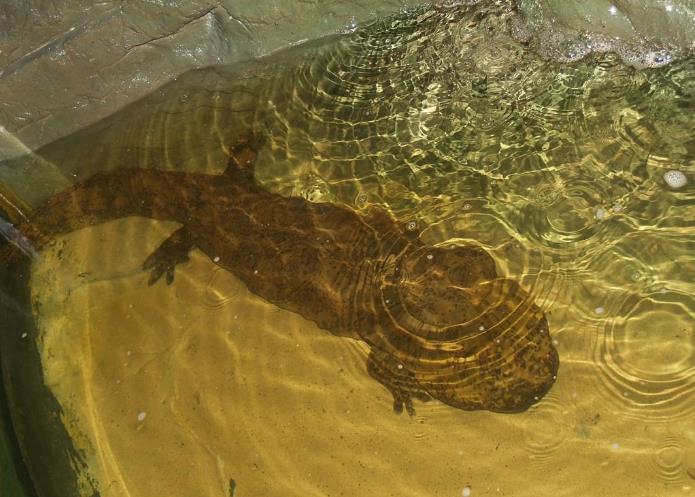  p>隐鳃鲵科(cryptobranchidae) a target="_blank" href="/item/两栖