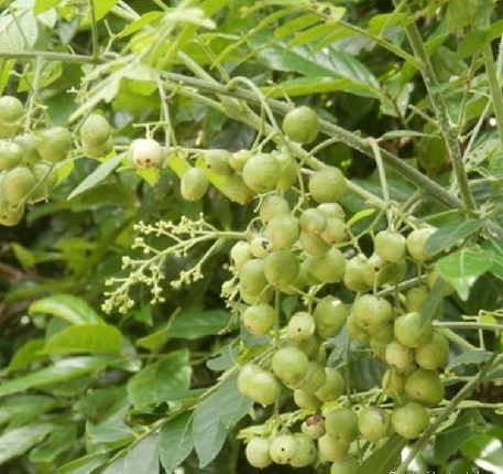 光滑黄皮_百度百科