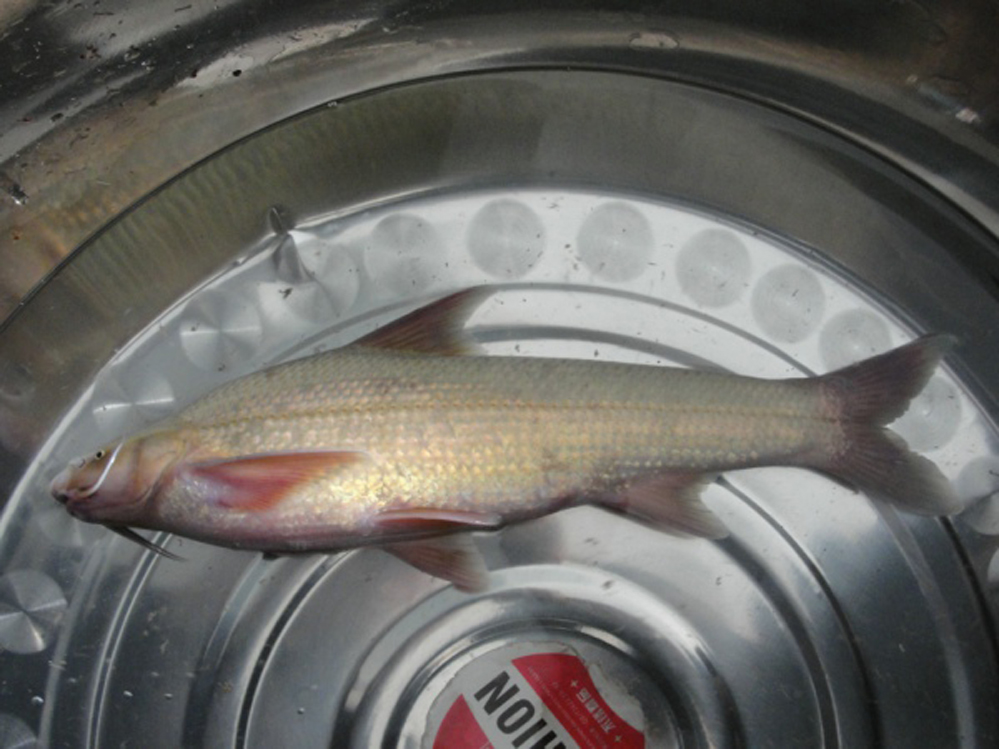  p>圆口铜鱼(学名: i>coreius guichenoti /i>)是鲤科,铜鱼属鱼类.