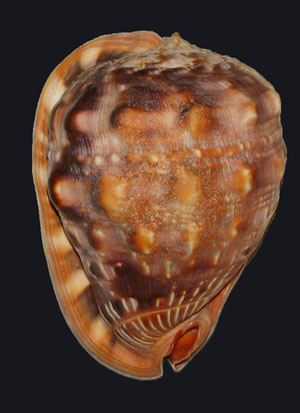  p> a target="_blank" href="/item/万宝螺/4857348" data-lemmaid="