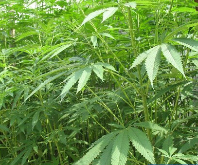 麻根（桑科大麻属植物）_百度百科