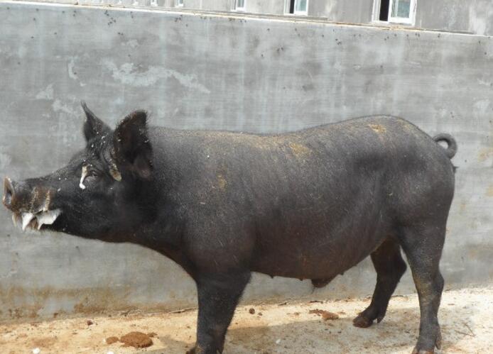  p>烟台黑猪系《祖国优良 a href="#" data-lemmaid="618474">家畜 /a