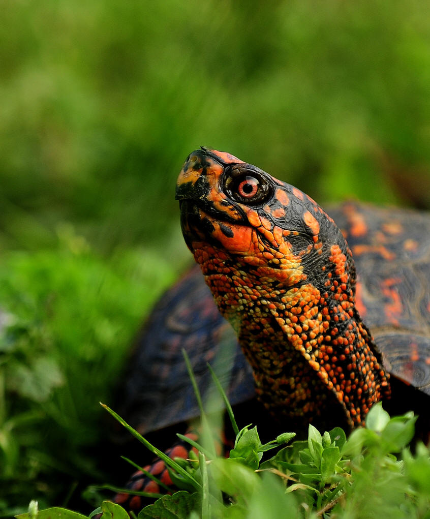  p>箱龟是几种水龟科(emydidae) a href="#" d