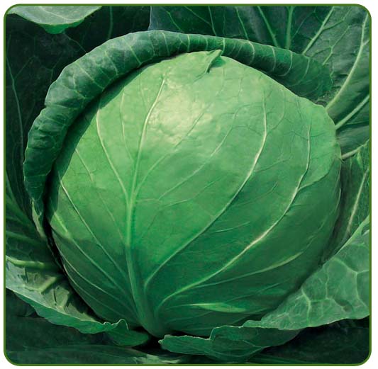  p>甘蓝(学名:brassica oleracea)物种的叶子. /p>